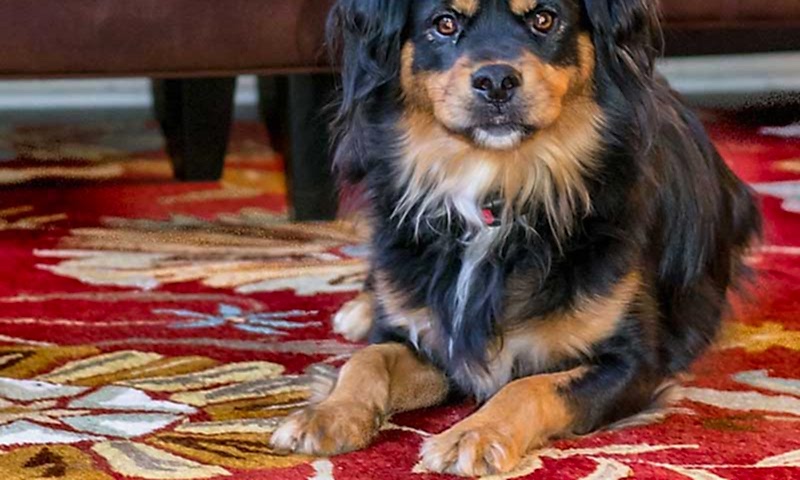 halı-lekelerine-cozum