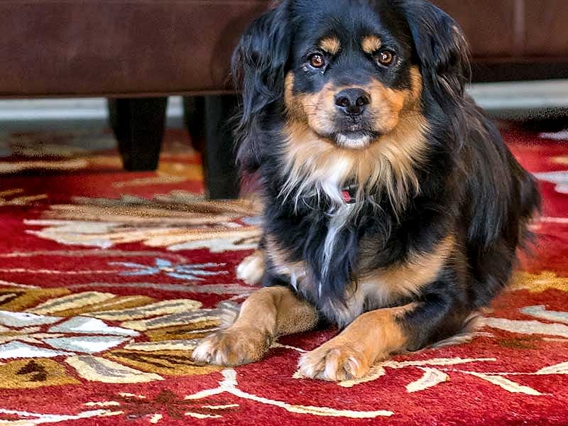 halı-lekelerine-cozum